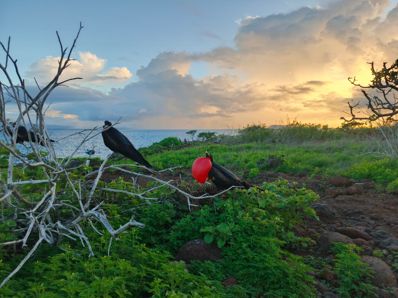 Isla Seymour Norte