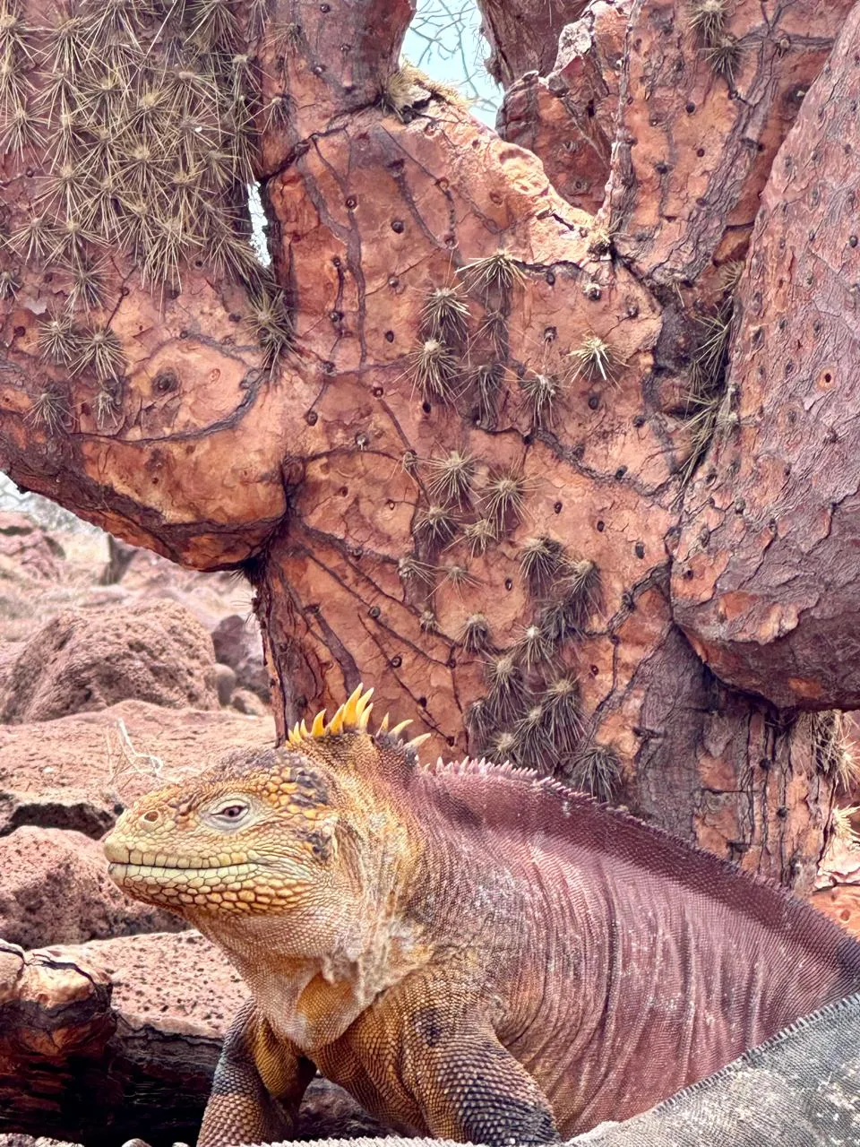 Iguana terrestre